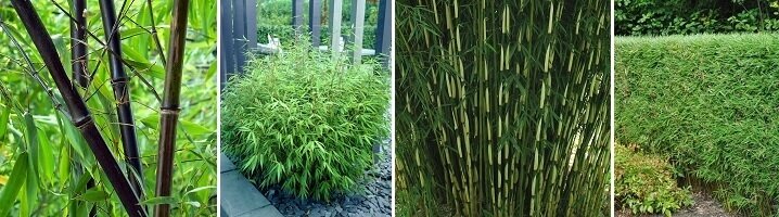 Snelgroeiende bamboe