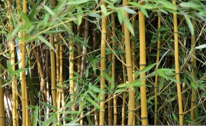 Bamboe in je tuin? Ontdek verschillende bamboesoorten