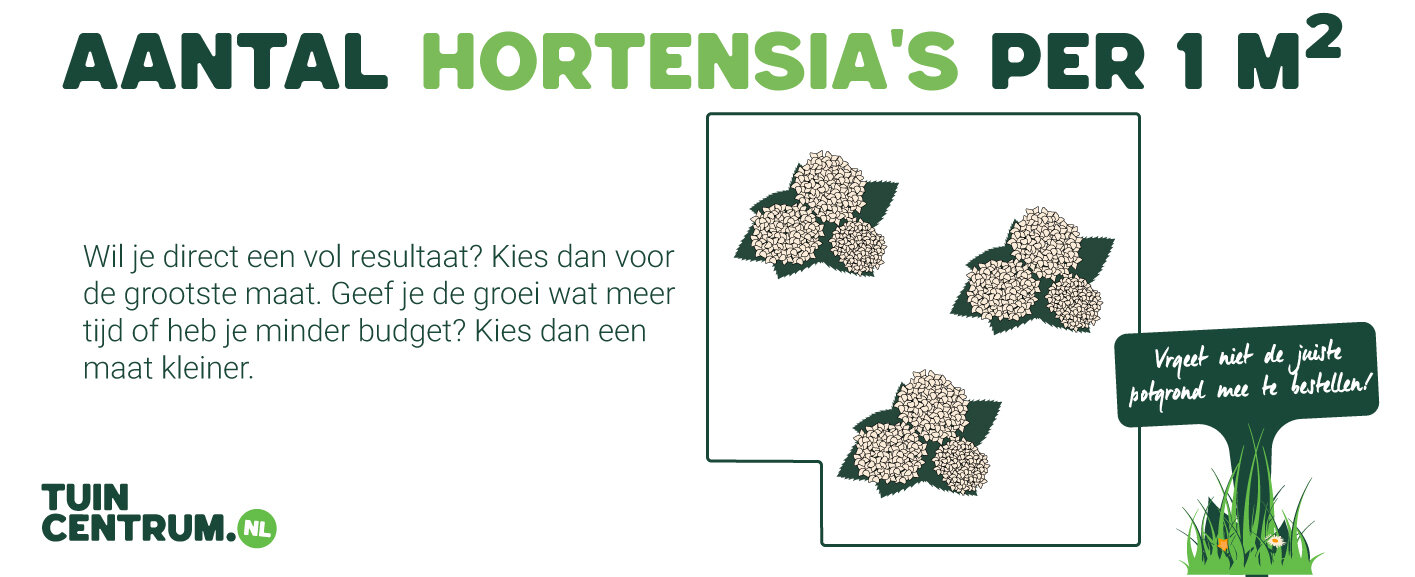Aantal hortensia planten per vierkante meter