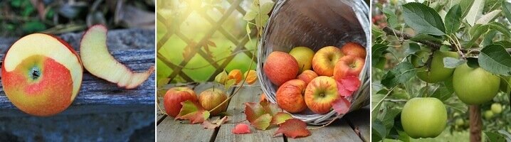 Appelboom kopen voor je eigen oogst appels