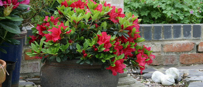 Azalea rood in plantenbak