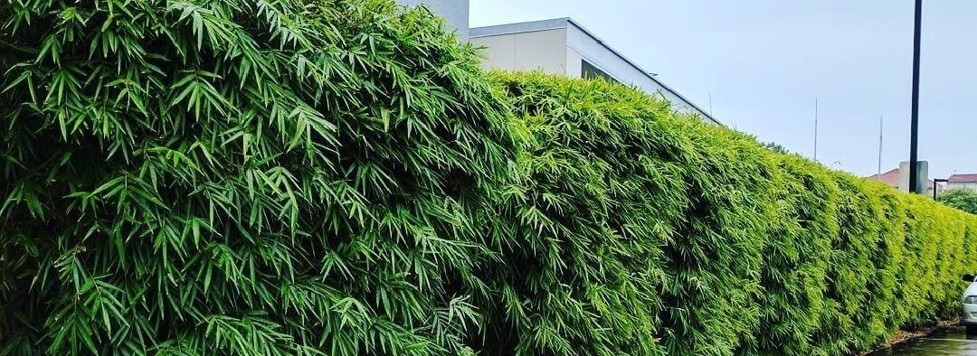 Niet woekerende bamboe 'Rufa' als haag