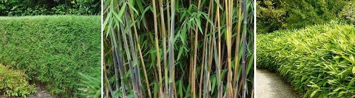 Bamboehaag in de tuin