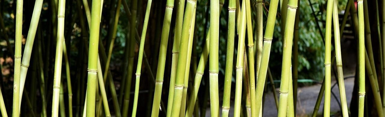 Bamboe detail foto groene stengels