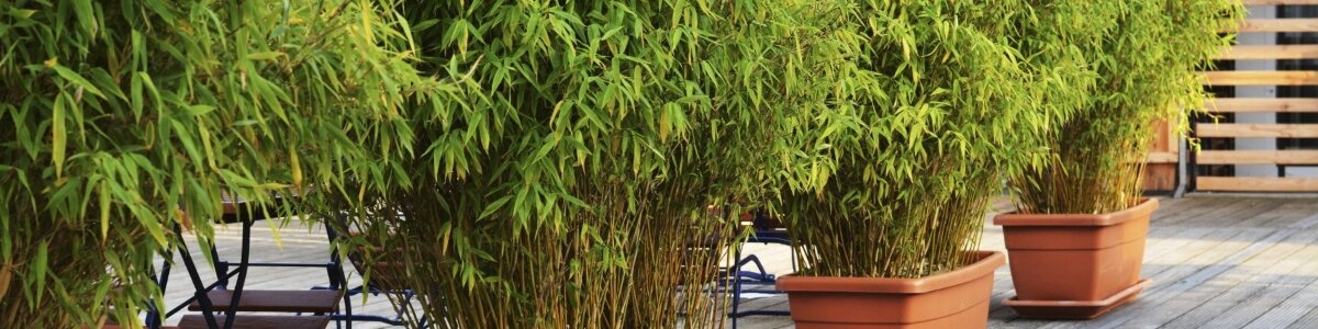 Bamboe in plantenbakken