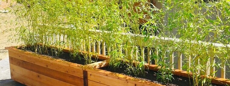 Bamboe Fargesia 'Rufa' in plantenbak