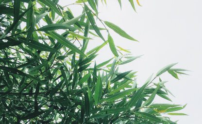 Bamboe verzorgen en snoeien: wij helpen je op weg