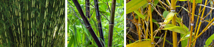Bamboe stamkleuren