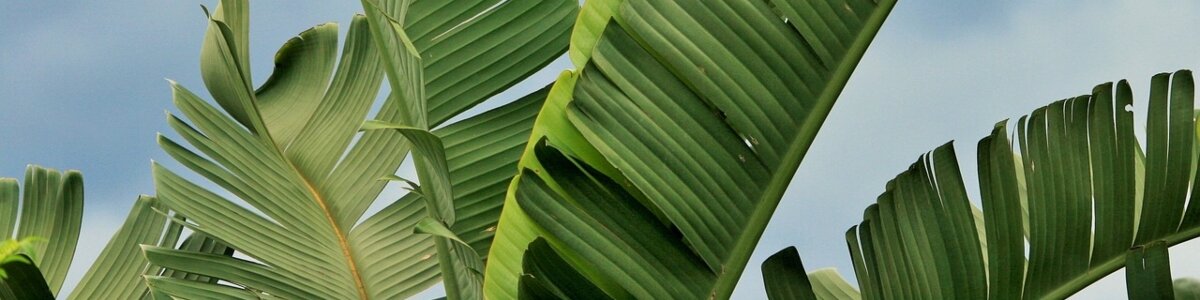 Bananenplant (Musa)