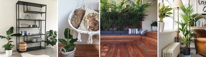 De bananenplant en de kentia palm