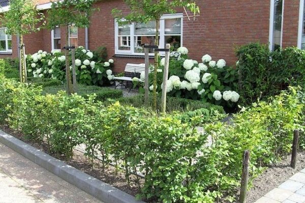 Voortuin met een groene beukenhaag en hortensia's