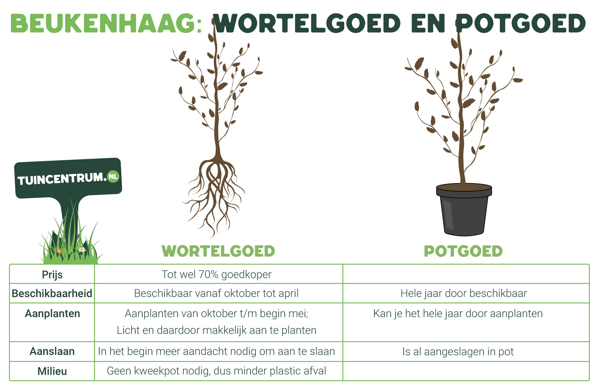 Voorzichtigheid Roux Wissen Beukenhaag planten: Hoe & wanneer starten? | Tuincentrum.nl