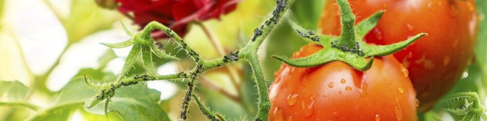Bladluizen op tomatenplant