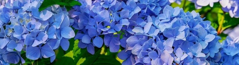 Blauwe hortensia's voor in de zon