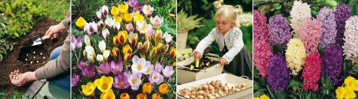 Bloembollen planten is een leuke bezigheid, ook met je kinderen