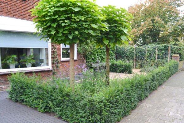 Voortuin met een bol catalpa