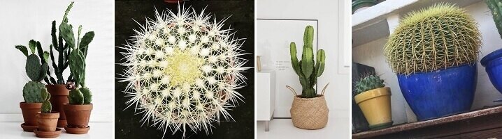 Zet je cactus in een bijpassende pot