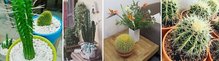 De cactus is een makkelijk te verzorgen kamerplant