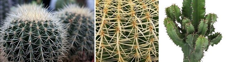 Cactus close-up