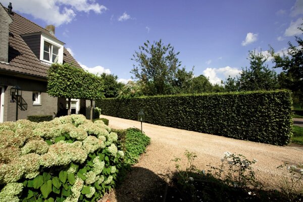 Voortuin met een kant en klare haagbeuk en hortensia