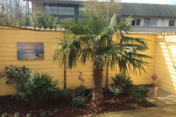 Achtertuin met een Chinese waaierpalm