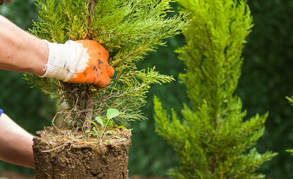 Coniferen zelf planten? Tips voor hoe en wanneer