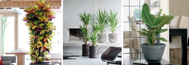 Een croton, een yucca en een bananenplant creëren een warme sfeer in huis.