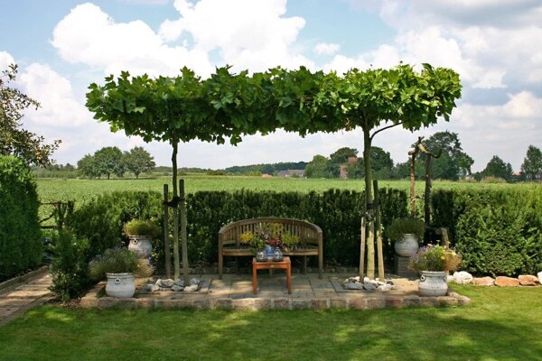 Achtertuin met de dakplataan