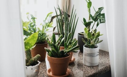 Deze kamerplanten wil jij in huis hebben!