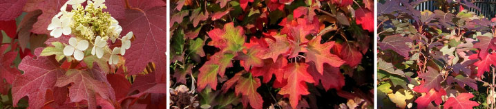 Eikenbladhortensia in herfstkleur