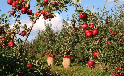 Fruitbomen planten: onze tips voor een overvloedige oogst