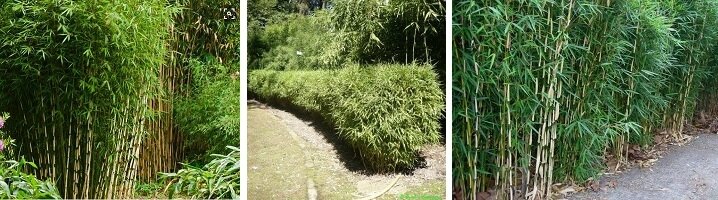 Bamboehaag