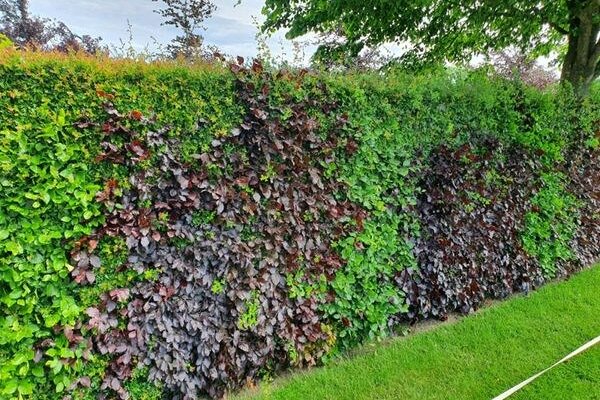 Combinatie van een groene en rode beukenhaag
