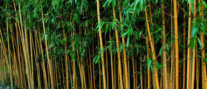 Bamboe hoog