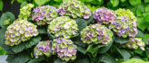 Hortensia's