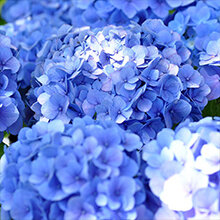 Blauwe hortensia's
