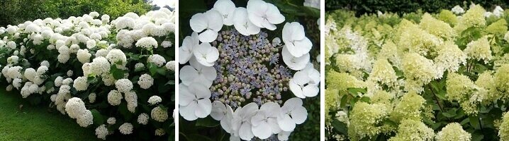 Sierlijke bloemen met de witte hortensia