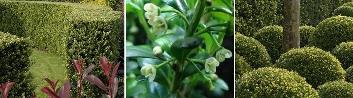 De ilex crenata 'Dark Green' is een sierlijke haagplant die eenvoudig te onderhouden is