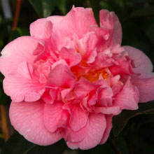 Japanse roos