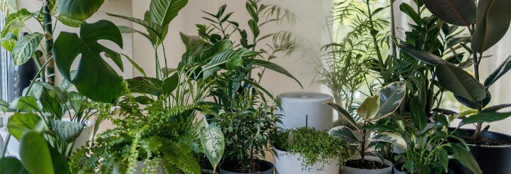 Grote groene kamerplanten