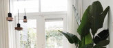 Kamerplanten voor lichte plekken