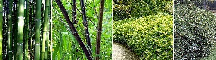 Kleine en grote woekerende bamboesoorten