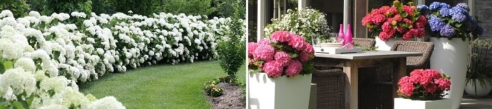 Kleurrijke tuin met bloeiende vaste planten