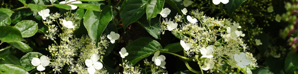 Klimhortensia met witte bloemen