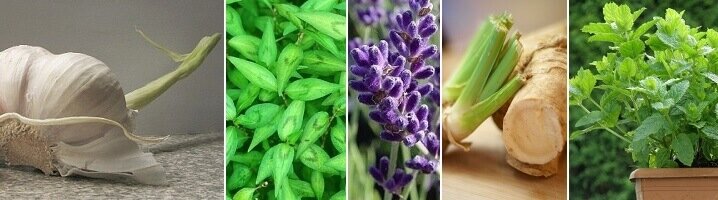 Knoflook koriander lavendel mierikswortel munt