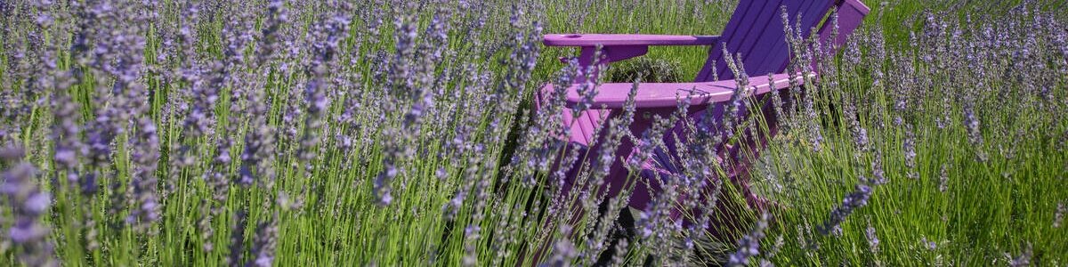 Lavendel in de achtertuin met schommelstoel