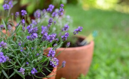 Lavendel in pot