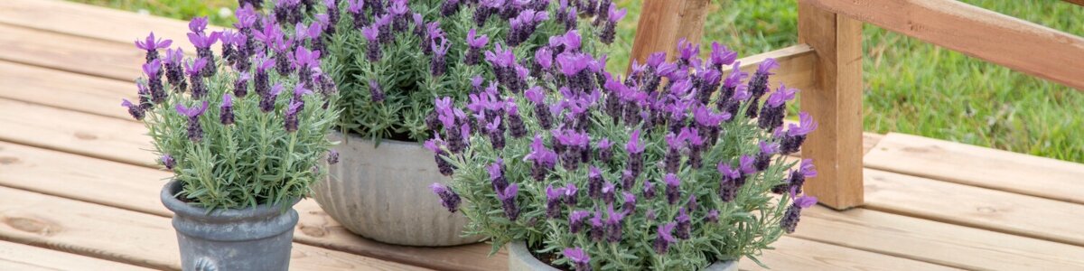 Lavendel in pot