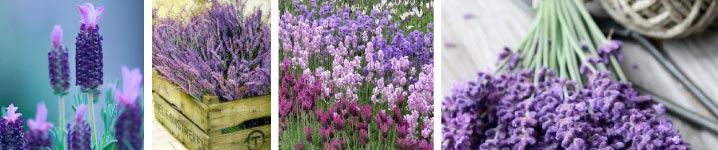 Lavendel planten kopen? Alle keus!