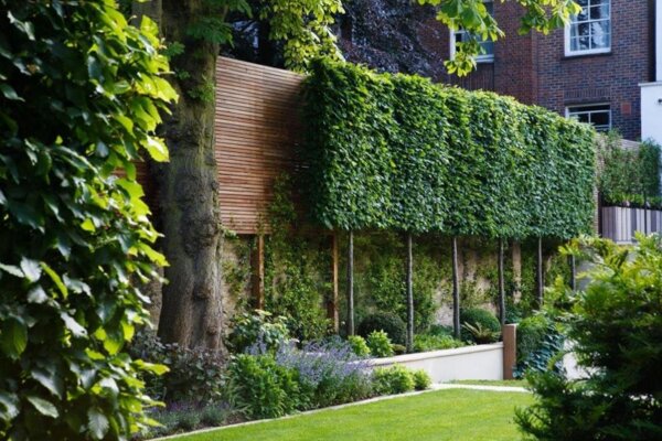 Achtertuin met een leilinde boom